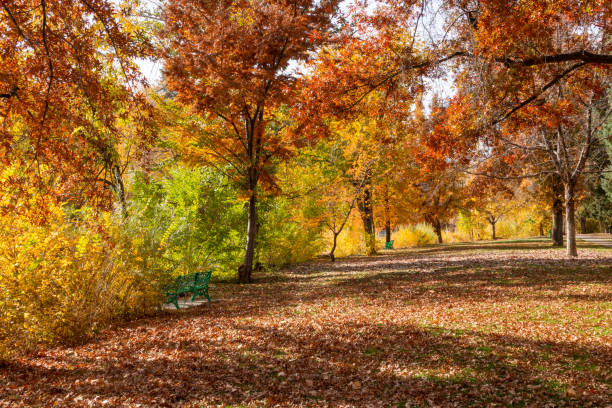 Autumn scene along a river in Northern Nevada.