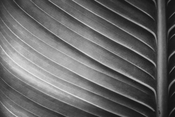 istock Green leaves pattern; Natural background; vintage style 1176032666