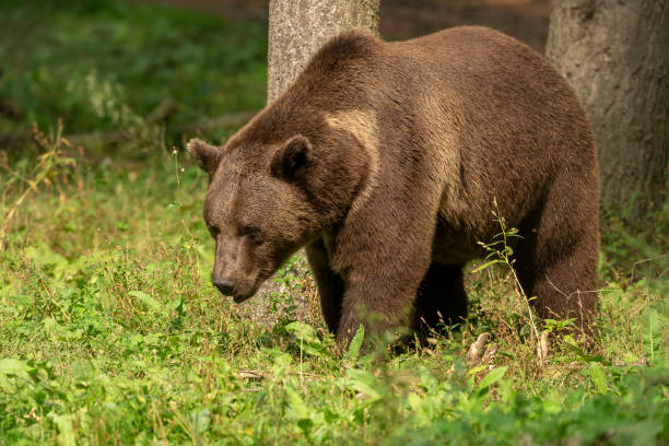 istock The Grizzly Bear (Ursus arctos)  is north American brown bear. . 1176040220