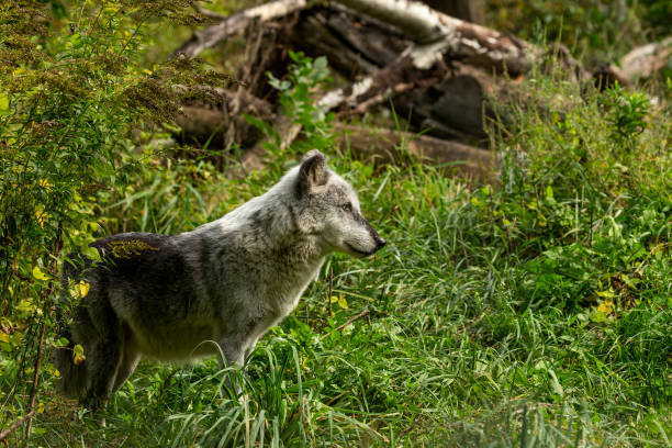 istock The Timber Wolf (Canis lupus), also known as the gray wolf. 1176040258