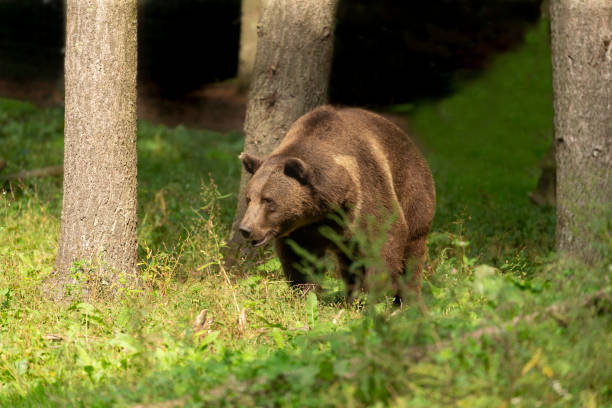 istock The Grizzly Bear (Ursus arctos)  is north American brown bear. . 1176040267