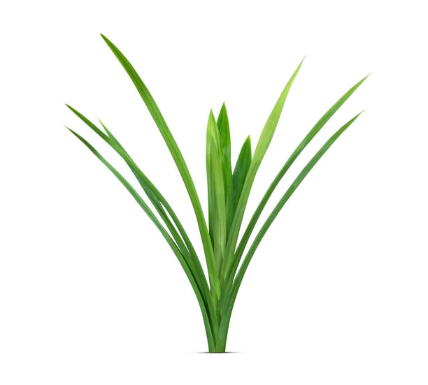 istock pandan leaves isolated on white background 1176042850