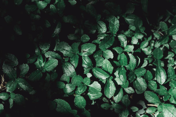 istock Abstract nature view of dark green leaf 1176044047