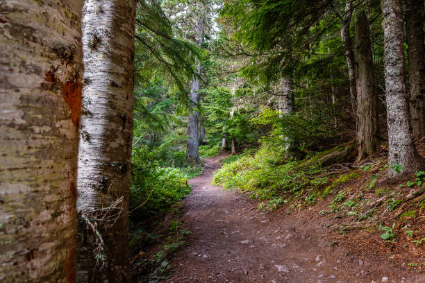 istock Trail of the Cedars and Avalanche Lake Hike 1176044906