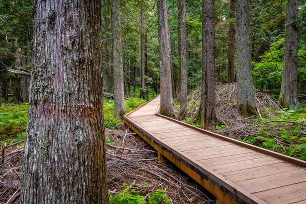 trail of the cedars and avalanche lake hike - continental divide trail stock-fotos und bilder