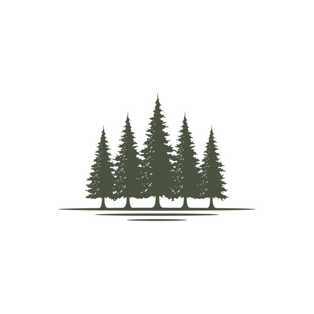 소박한 복고풍 빈티지 상록, 소나무, 가문비 나무, 삼나무 나무 디자인 - timberland stock illustrations