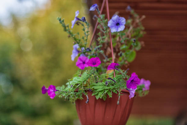 istock flowers in a hanging pot, shot on a cloudy September evening 1176046968