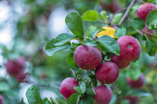 istock ripe apples on a branch with raindrops on them 1176046990