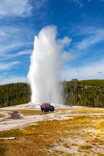 Old Faithful geyser erupts at Yellowstone National Park as a young bison grazes nearby. The famous geyser erupts at an average interval of 90 mins, expelling up to 8,400 gallons of boiling water at up to 184 feet high.