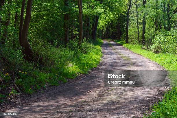 Droga Gruntowa - zdjęcia stockowe i więcej obrazów Bez ludzi - Bez ludzi, Buk - drzewo, Cień