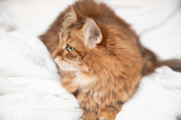 istock Siberian Cat Prefers Sleeping in a Big Bed 1176055558