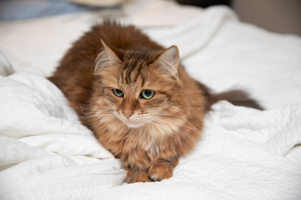 istock Siberian Cat Prefers Sleeping in a Big Bed 1176055560