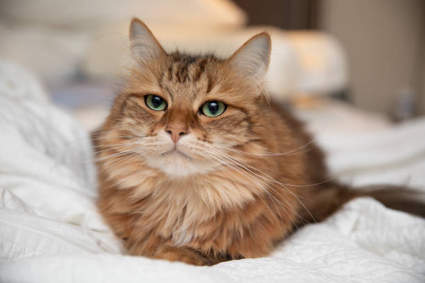 istock Siberian Cat Prefers Sleeping in a Big Bed 1176055567