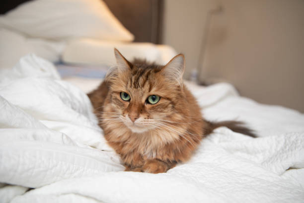 istock Siberian Cat Prefers Sleeping in a Big Bed 1176055576