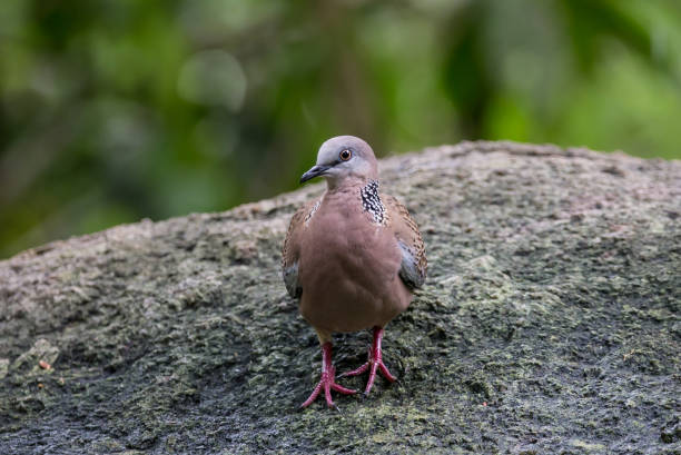 istock Spotted Dove (Spilopelia chinensis) on stone in park. 1176057871
