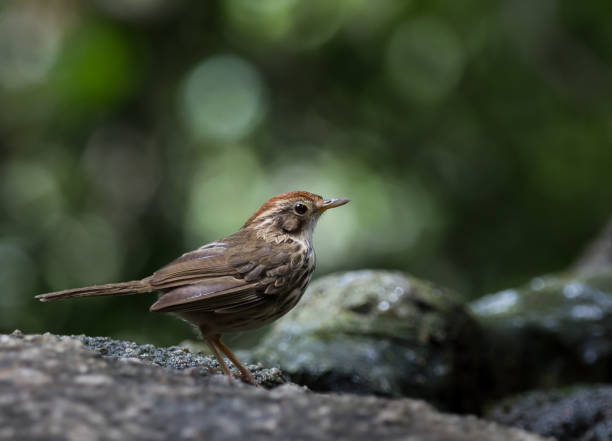 istock Pellorneum ruficeps on stone in forest of Thailand. 1176057882