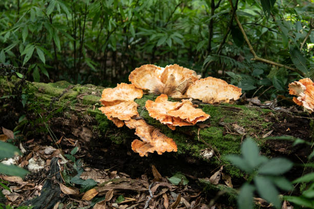 istock Chicken mushrooms in the forest 1176060466
