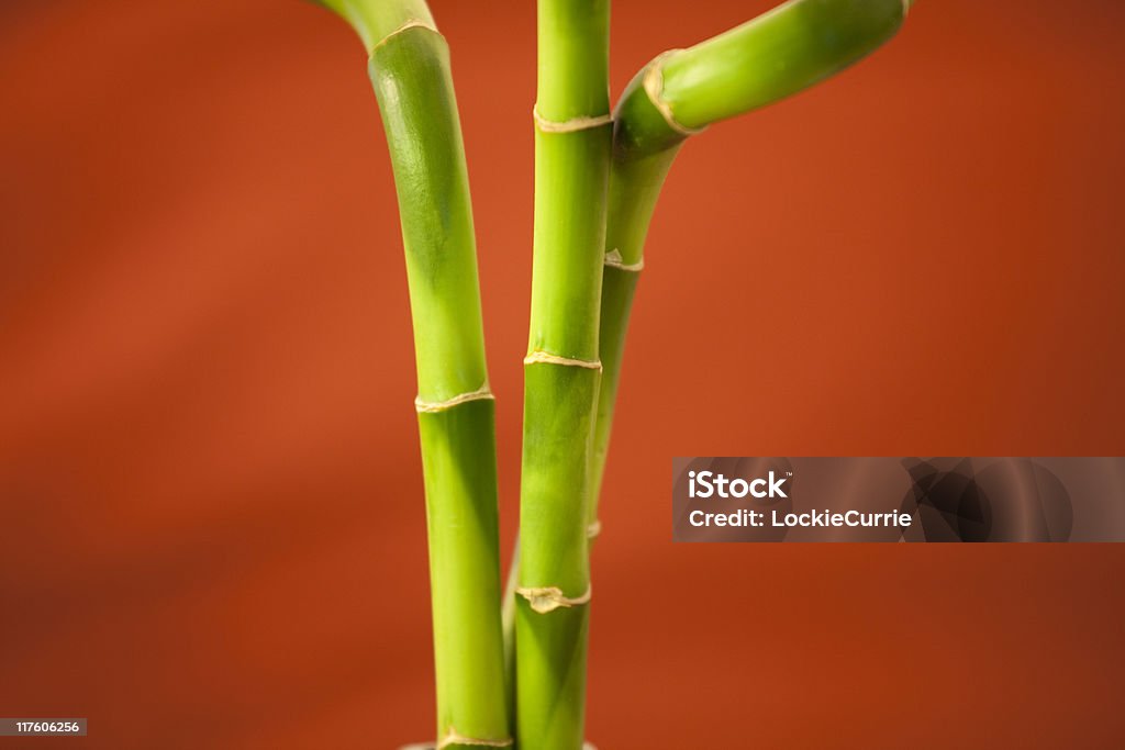 Бамбук - Стоковые фото Абстрактный роялти-фри