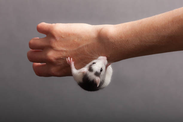 istock baby rat on human hand 1176065334