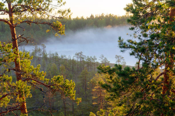 istock morning landscape with fog 1176065658