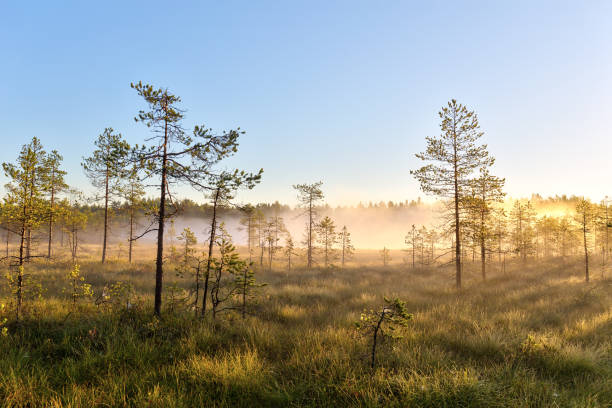 istock fog over a small forest lake and swamp 1176065669