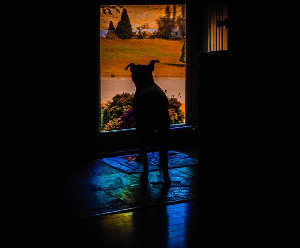 powrót do domu kolorowy wyświetlacz psa czekającego na swojego pana, aby wrócić do domu - dog home interior loneliness destruction zdjęcia i obrazy z banku zdjęć
