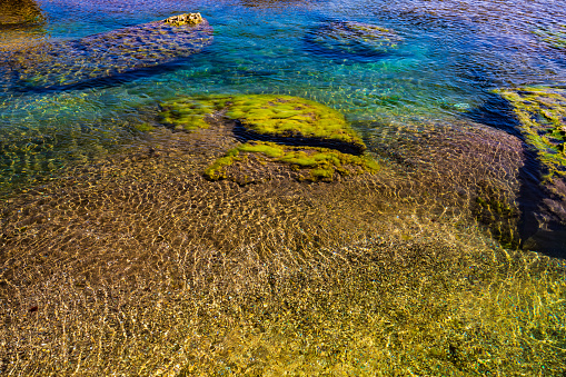 Bright green seaweed on the shore with clear water
