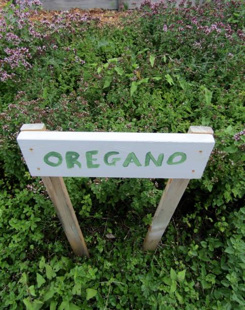 istock Oregano plants growing in vegetable garden. 1176073555