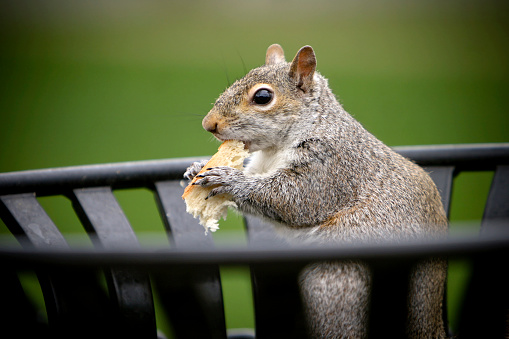 squirrel with bread in garbage can.

[url=http://www.istockphoto.com/my_lightbox_contents.php?lightboxID=3634366  t=_blank] [img]http://sites.google.com/site/trenchardj/istockiteuro.jpg[/img][/url]