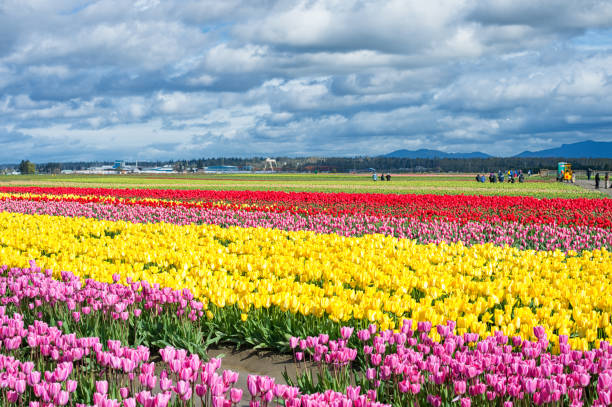 istock Skagit Valley Tulip Festival 1176077883