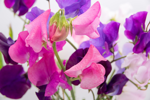 Vivid magenta blossoms of the wild sweet pea on white background with copy space, in horizontal format