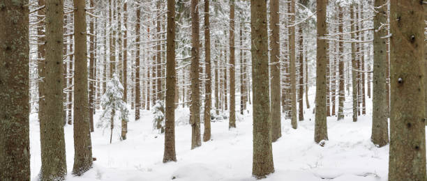Panorama of snowy winter forest landscape stock photo