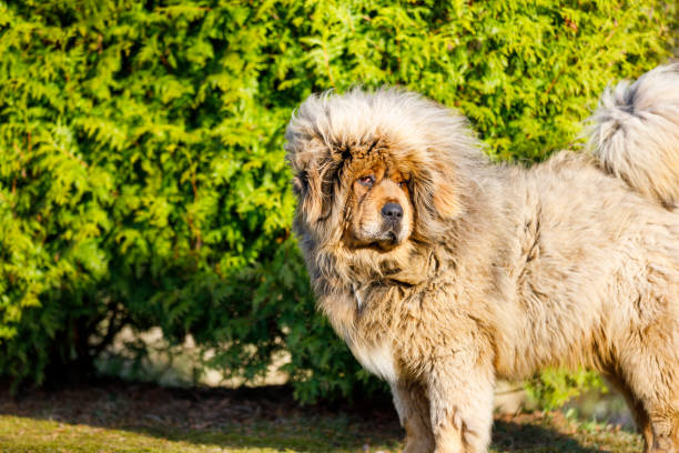 istock Portrait of extremely hairy blond dog 1176078148