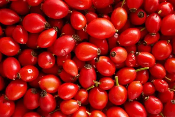 Rosehip berry close-up background. Healthy berries.Natural vitamin C.Red berries macro