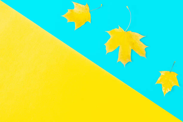 istock Autumn yellow leaves on a blue background 1176078306