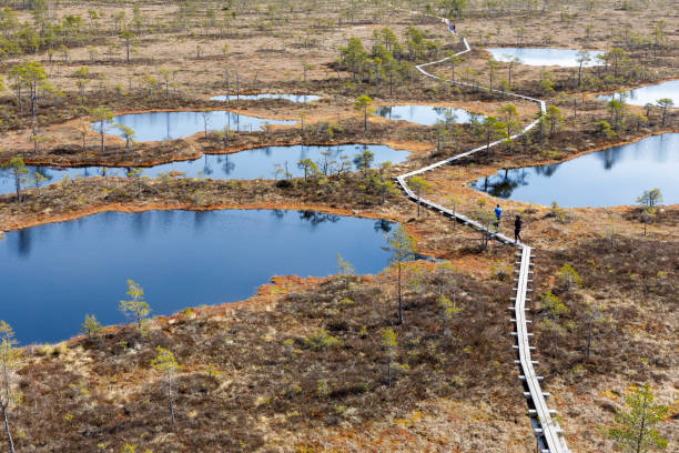 Footpath between lakes in Estonian bog stock photo