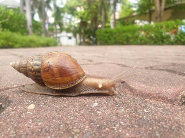 istock Snail slowly moving walk in garden success concept 1176079301
