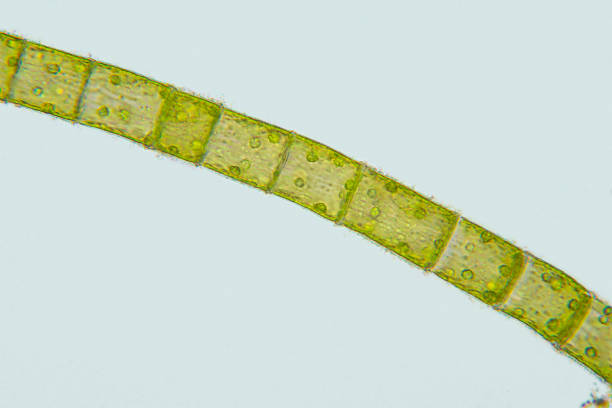 istock micrograph of Oedogonium species algae filament 1176080208