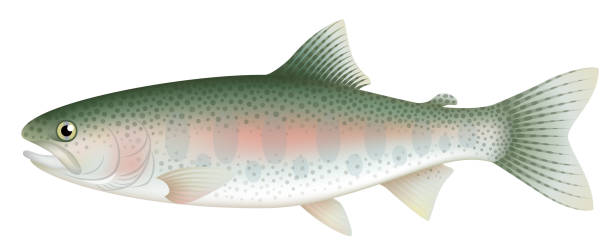Rainbow trout, isolated on the white background. fish trout illustrations stock illustrations