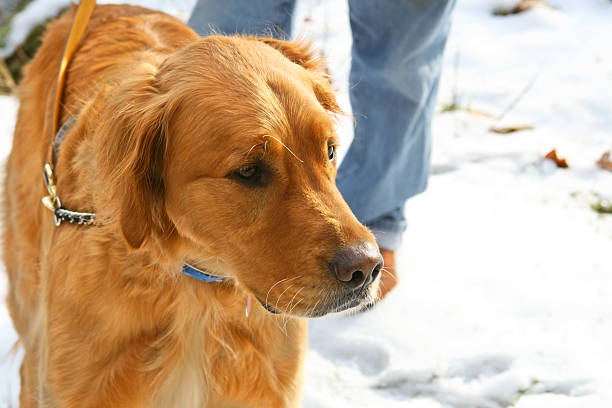 istock Man's Best Friend: Man walking Golden Retriever Dog in snow 117608155