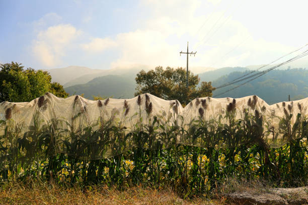 crops