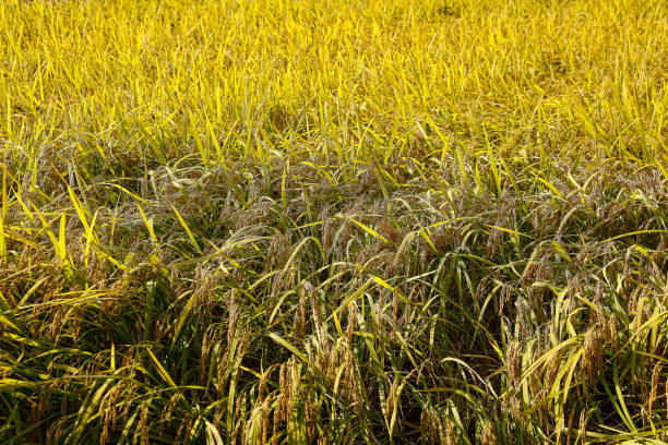 crops