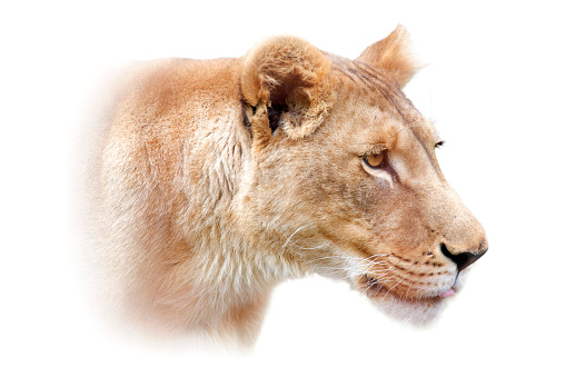 Head of lioness on white background