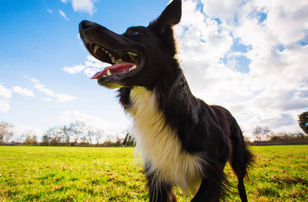 z bliska portret figlarny rasowy border collie pies gry na świeżym powietrzu w parku miejskim. uroczy szczeniak cieszący się słonecznym dniem w przyrodzie - sunny cheerful close up outdoors zdjęcia i obrazy z banku zdjęć