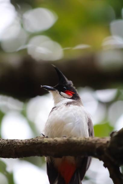 istock Red Whiskered bulbul or crested bulbul bird sitting on a tree 1176085984