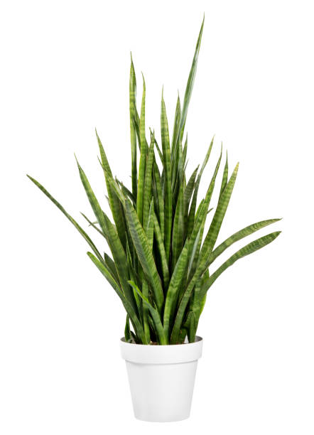 Sanseviera javanica plant potted in a white pot Tall Sanseviera javanica plant otherwise known as Mother In Laws Tongue or Snake Plant with its sword like decorative leaves potted in a white pot isolated over a white background sanseveria trifasciata photos stock pictures, royalty-free photos & images
