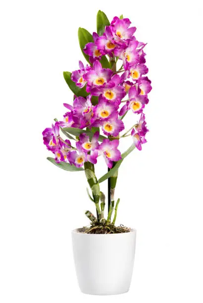 Potted Dendrobium plant isolated on white, an epiphytic orchid with sprays of colorful bright pink flowers and popular houseplant