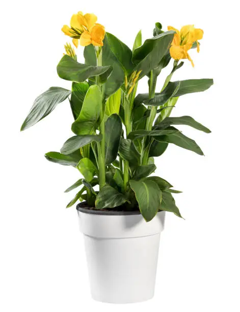 Leafy green Canna indica plant with yellow flowers, commonly known as African arrowroot, potted in a plain white flowerpot isolated on white