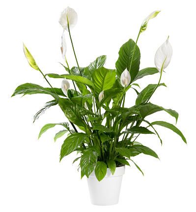 Potted Spathiphyllum plant with delicate white flowers with ornamental spathes also known as the Peace lily isolated over white background