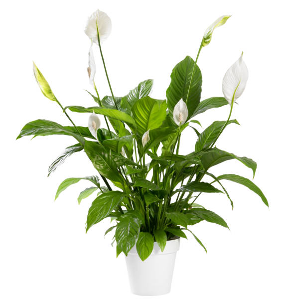Potted Spathiphyllum plant with white flowers Potted Spathiphyllum plant with delicate white flowers with ornamental spathes also known as the Peace lily isolated over white background peace lily photos stock pictures, royalty-free photos & images